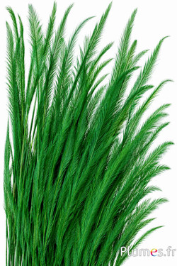 Struzzo barbules - 8-15 cm - verde